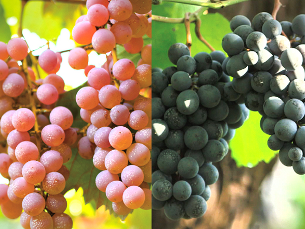 【受賞スパークリングワイン】酵母の泡 甲州2種セット（720ml×2）