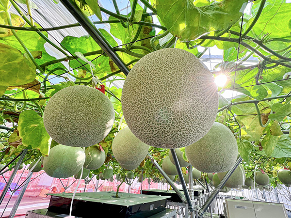 【数量限定】さぬきメロン Dream Star 2個セット