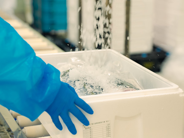 朝〆！極上お刺身用旬ぶり ロイン2点セット（腹身・背身計800g）